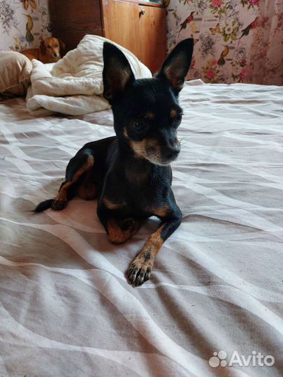 Тойчики мальчик и девочка