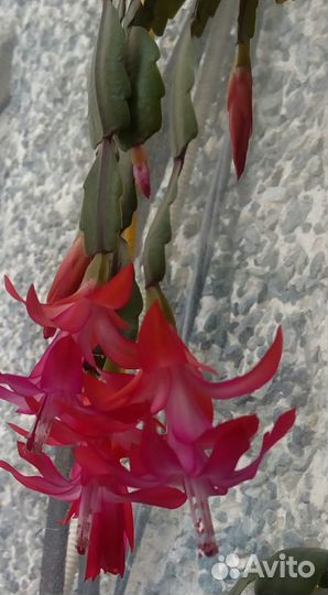 Цветок декабрист