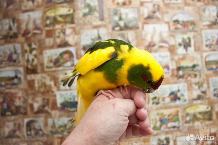 Малышня Какарики