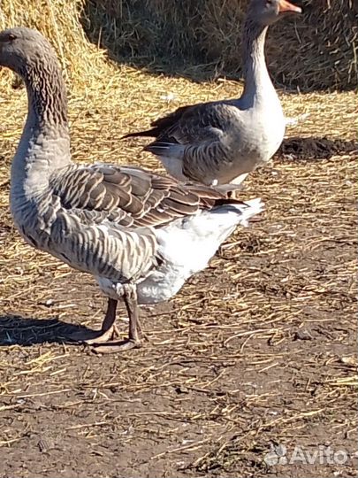 Крупные серые гуси
