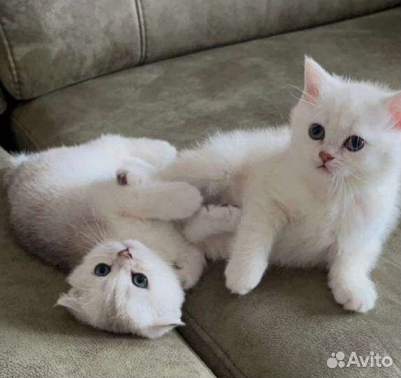 Вязка (есть котята)