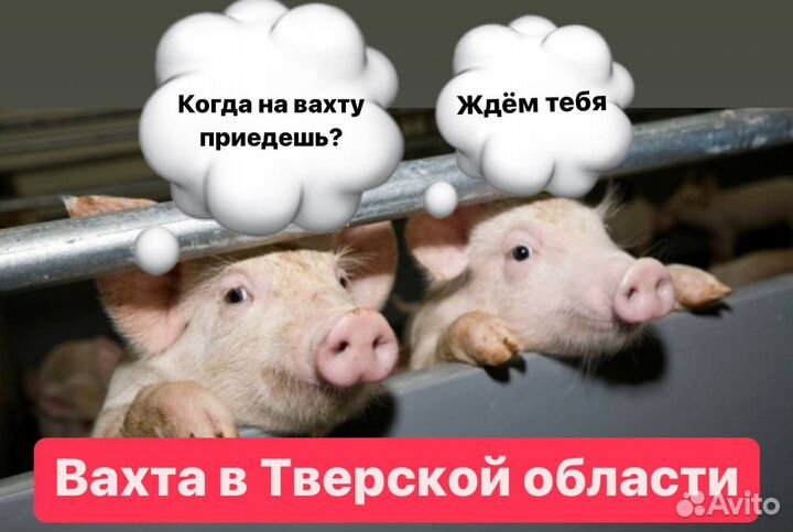 Кормление поросят вахта Тверь