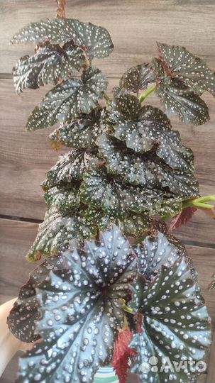 Бегонии сортовые, сансевиерия