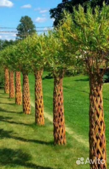 Плетеное дерево