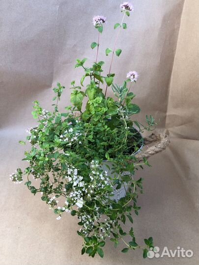 Пряные травы в горшке композиция