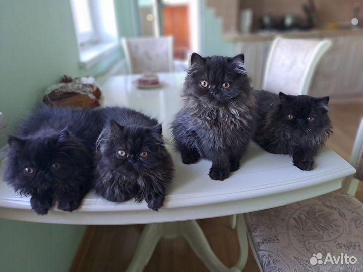 Персидские котята
