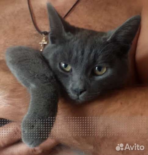Британская помесь