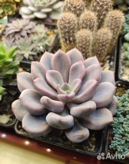 Суккуленты: Graptoveria Cupid