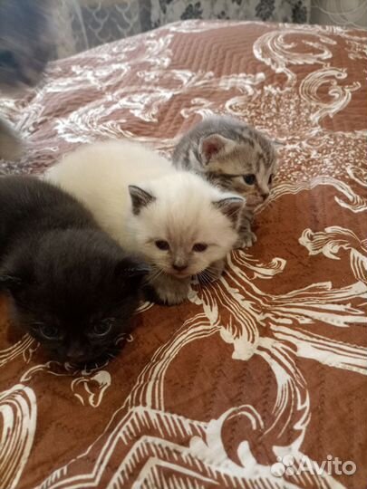 Котята в добрые руки бесплатно