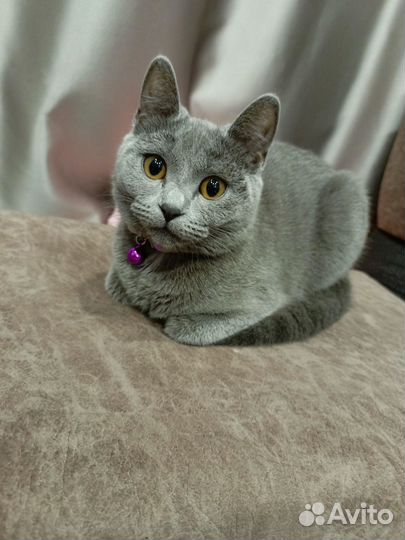 Сибирская голубая вязка