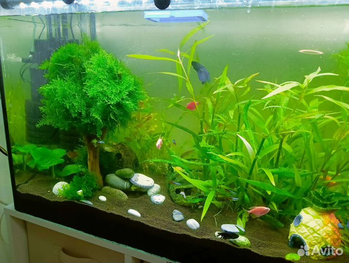 Мох еванский. Украшение для аквариума