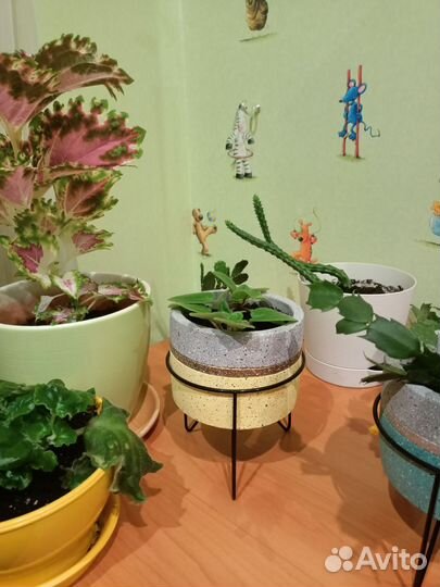 Фиалка декабрист колеос стапелия