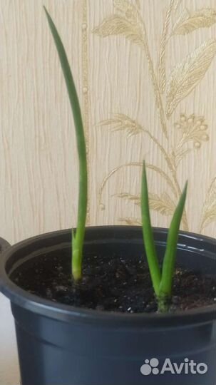 Сансевиерия цилиндрика