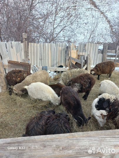 Овцы бараны ягнята оптом