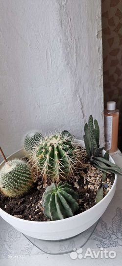 Кактусы и суккуленты