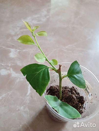 Бугенвилия