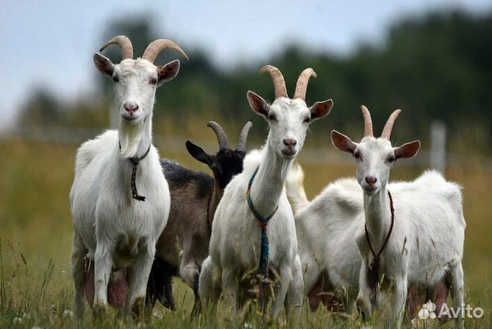 Продажа коз вживую и мясом