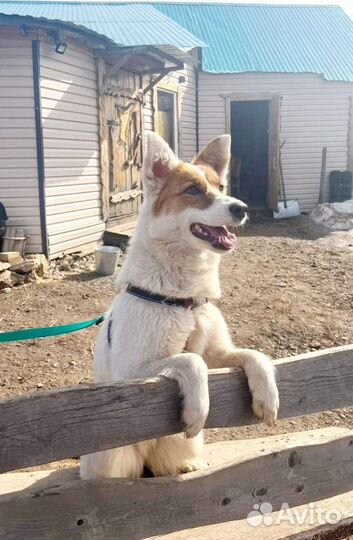 Лайка метис девочка 1 год