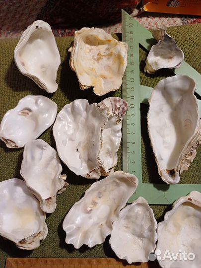 Раковины Северного моря