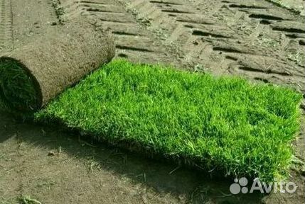 Рулонный газон