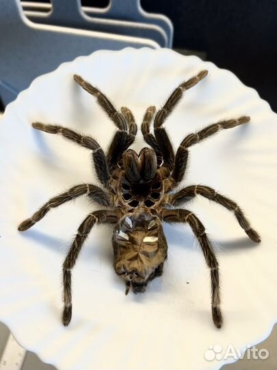 Выползок Lasiodora Parahybana Ласиодора Парахибана