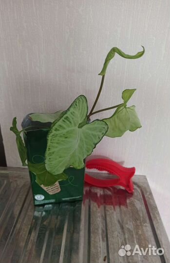 Сингониум вайт баттерфляй