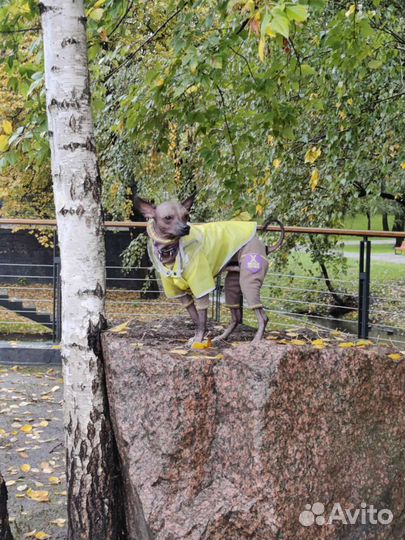 Вязка,случка ксоло Xolo ксолоитскуинтли