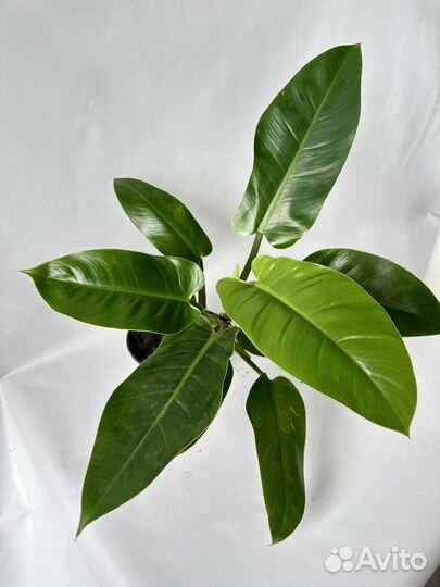 Филодендрон империал грин