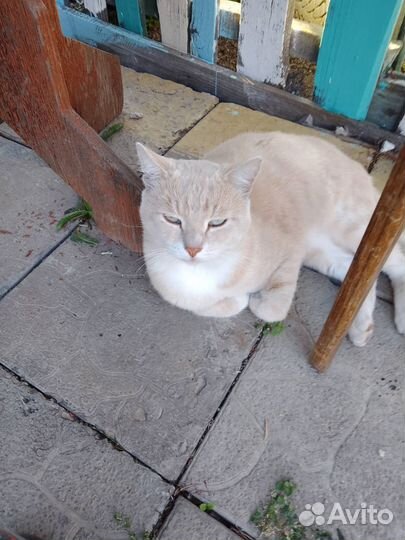 Брошенный на даче котик в дар