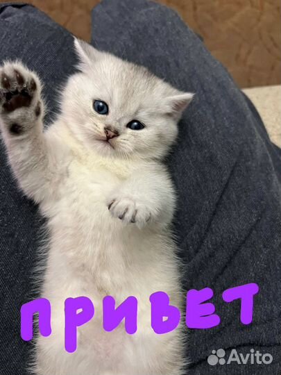 Шотландские котята