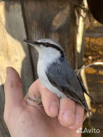 Лесная птица