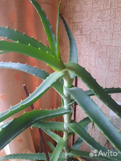Продается алое лечебный (3года)