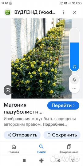 Толстянка крассула