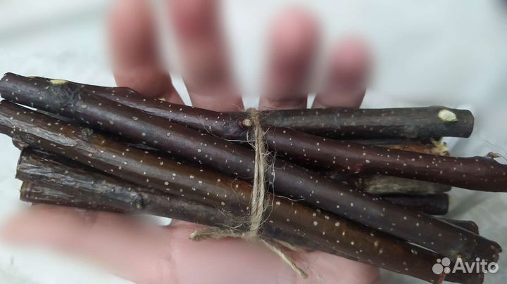 Берёзовые ветки для грызунов и попугаев