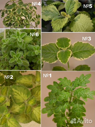 Комнатные ароматные растения Подробности в тексте