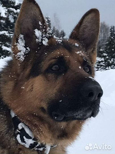 Вязка собак