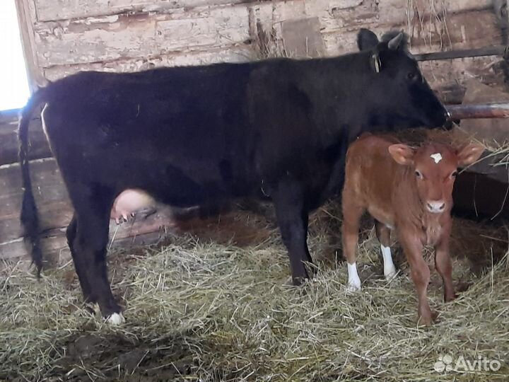 Первотелка