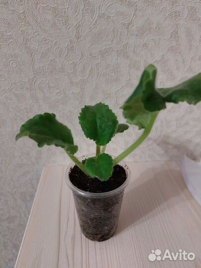 Комнатные цветы