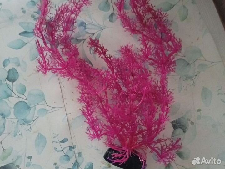 Аквариумные рыбки и растения