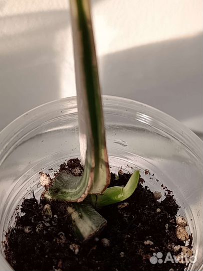 Монстера альба