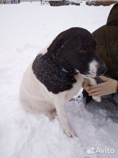 Собака стерилизованная, помесь с лабродором