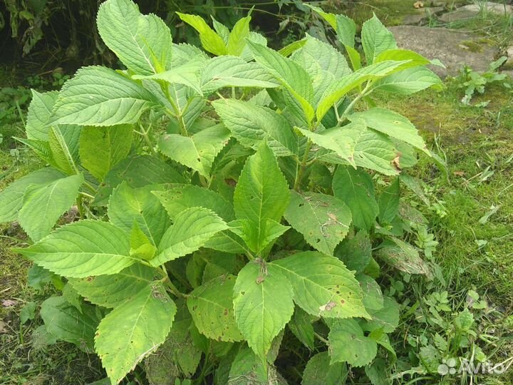 Гортензия розовая