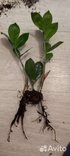 Замиокулькас