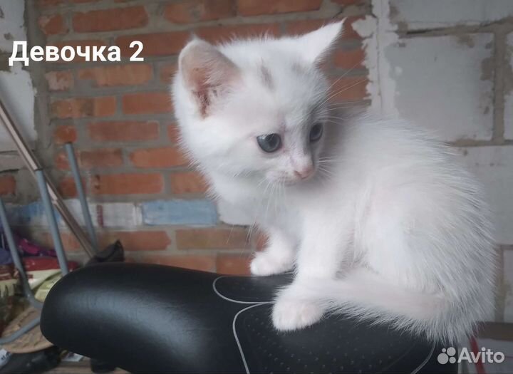 Кошка и котятв