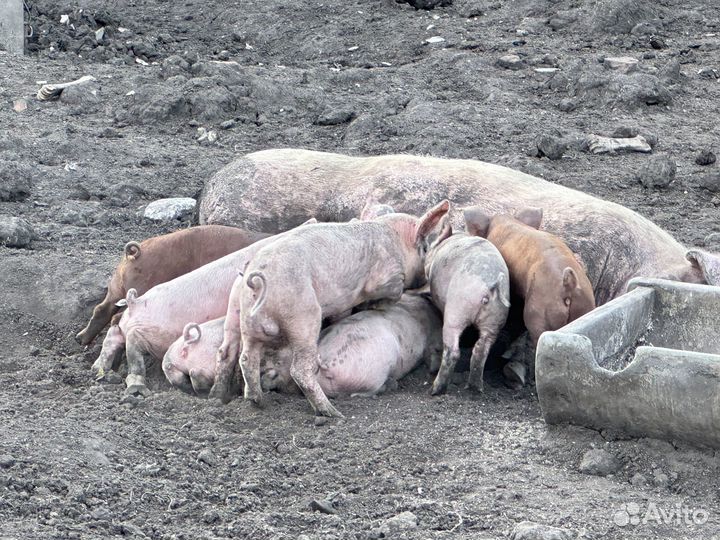 Поросята