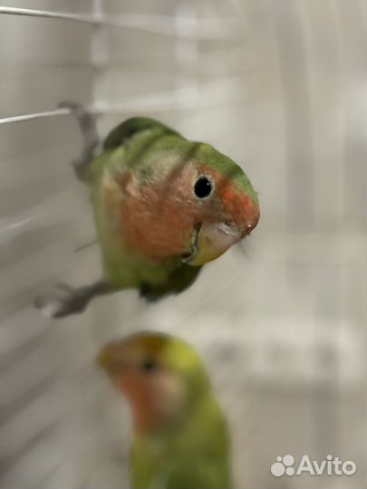 Попугаи неразлучники