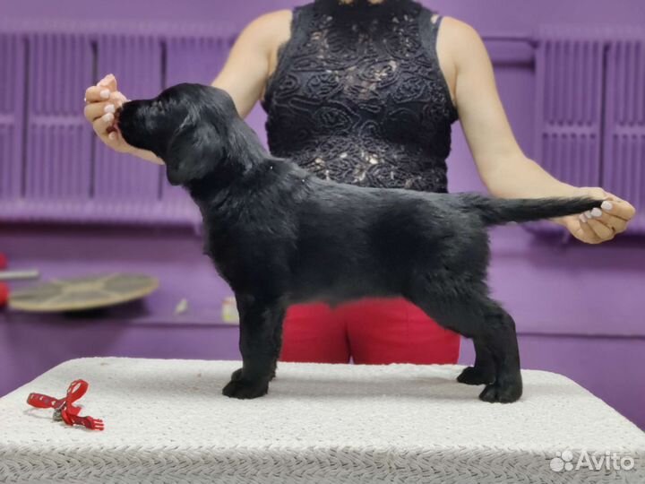 Щенки Флэта