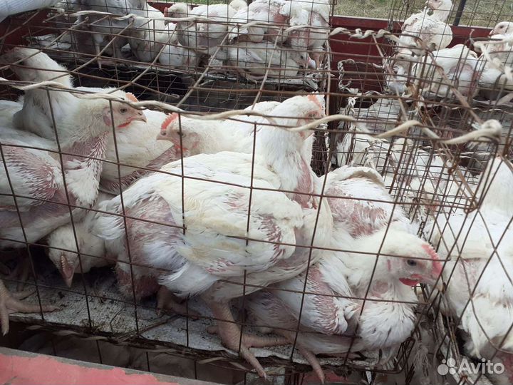 Куры, гуси и утки