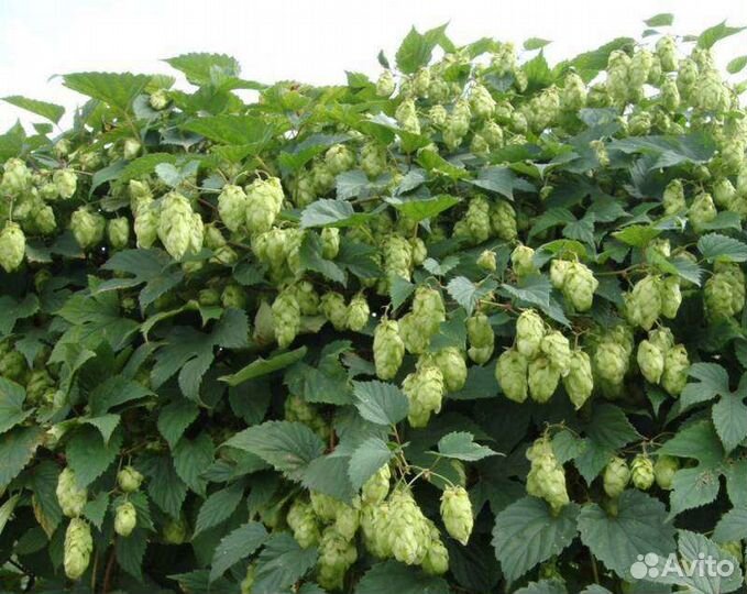 Корневище хмеля