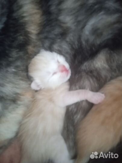 Кошка в дар